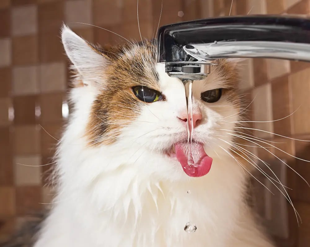 Can I Feed My Cat Only Wet Food The Pros and Cons of Wet Cat Food